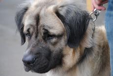 Germanischer Bärenhund "Odin"