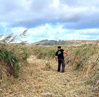 Reed management _ Land Culture