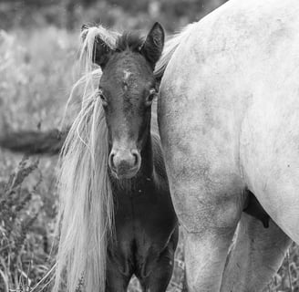 a foal is standing next to his mother in a field