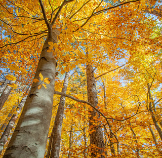 beech trees in the woods with yellow leaves