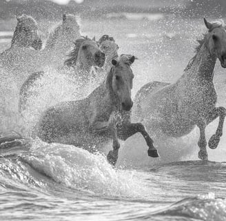 a group of horses running through the ocean