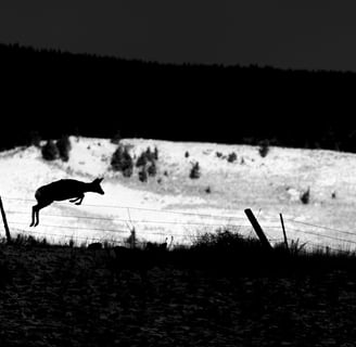 a mule deer jumping over a fence