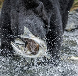 a black bear is holding a fish in its mouth