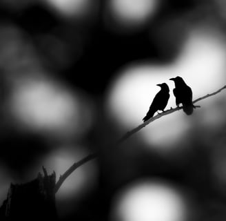 two ravens sitting on a branch of a tree