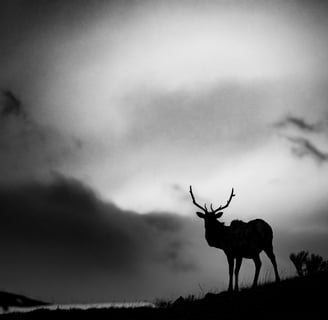 a wapiti bull standing on a hill with a cloudy sky