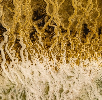 a close up of a colony of yellow bacterias in a hot spring