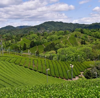 Champs de théiers à Asamiya