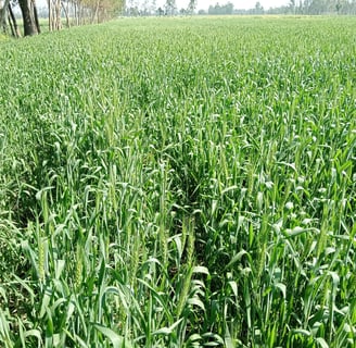 A lush, golden wheat field flourishing under the sun, cultivated using Dhara Greens' organic bio-fertilizers 