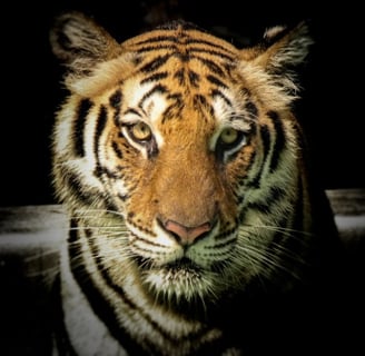 Jungle Safari Jaipur