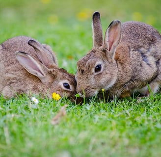 Photos lapin