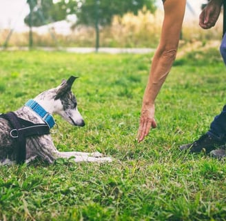 entrainement éducateur canin pendant une sessions d'éducation avec son chien à Bayonne, anglet