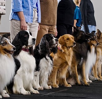 Groupe de chien en balade collective et en session d'éducation collective avec un éducateur canin