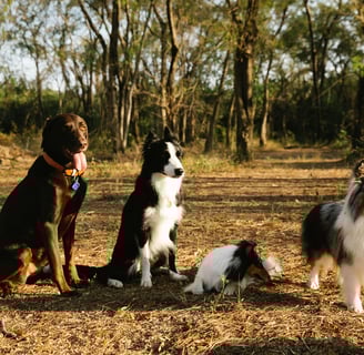 Groupe de chien en balade collective et en session d'éducation collective avec un éducateur canin