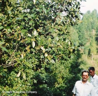 Cassia Treee