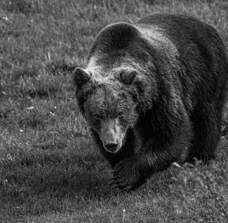 Ours photographier durant notre voyage photo / naturaliste dans les abruzzes en 2025