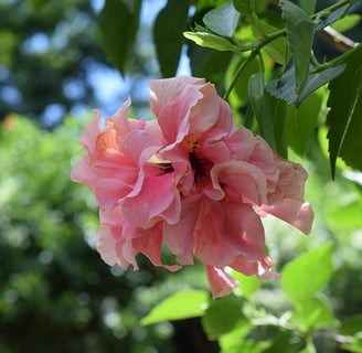 Voyage France Guadeloupe Hibiscus rose