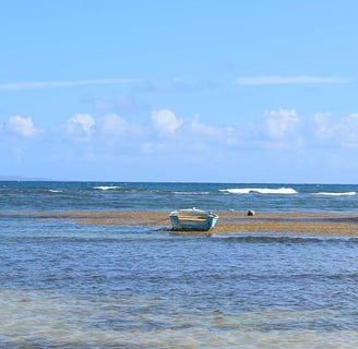 Voyage France Guadeloupe Bois Jolan