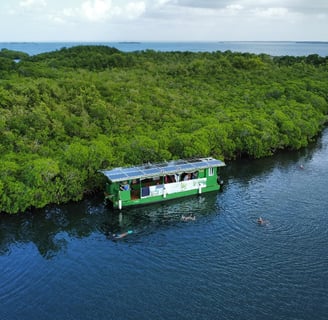 mangrove will evasion voyage france guadeloupe