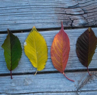 Seasons