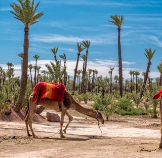 quad and camel tour