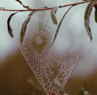 A spiderweb on a tree bracnh used to show the trap of a fixed mindset