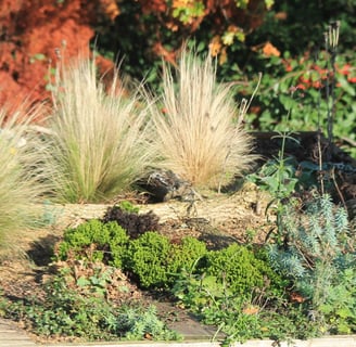 grasses, euphorbia, poppy seedheads on a green roof