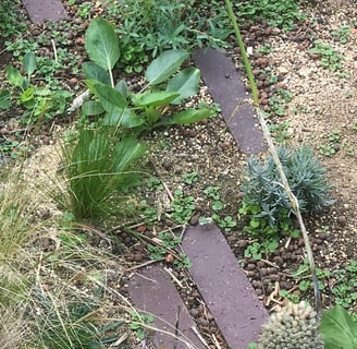 stipa, lavandula, eryngium, euphorbia, allium, with brick paving on a green roof