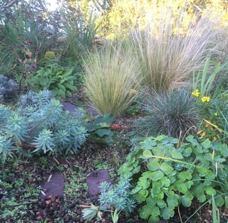 stipa, festuca, euphorbia, lavandula on a green roof