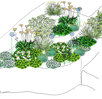 colour perspective sketch of planting for sunny well-drained site in early summer