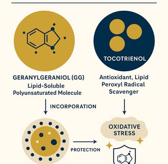 Geranylgeraniol - essential for the body, essential supplement