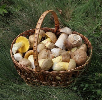 Panier rempli de cèpes fraîchement cueillis dans une forêt périgourdine