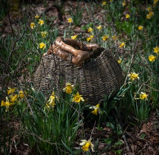 Panier en osier dans des jonquilles