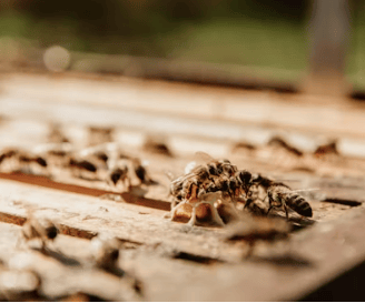 Termites au travail