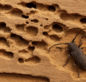 Insecte xylophage capricorne sur une poutre