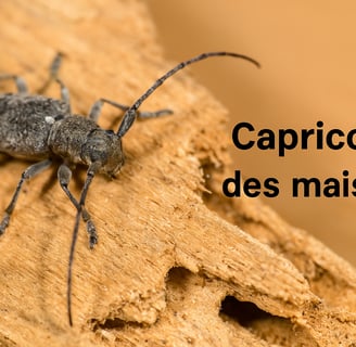 Capricorne des maisons