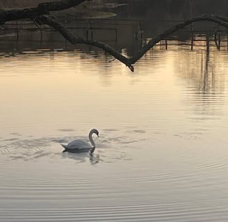 Swan on Balgavies Loch at Sunset