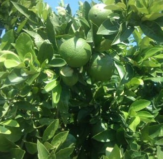 naranjas de mesa y de zumo
