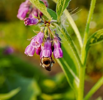 Abeille biostimulants respectent la nature