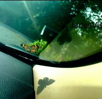 Orange butterfly resting on a car windshield, shadow cast on the dashboard— featured on Jade's Vision blog