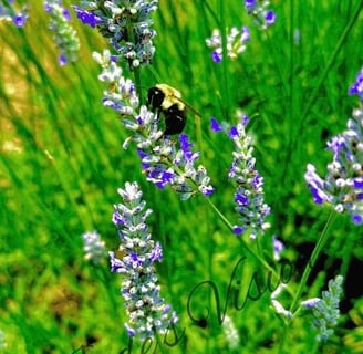 A bee perched on blooming lavender, collecting nectar amid fragrant purple blossoms bathed in sunlight