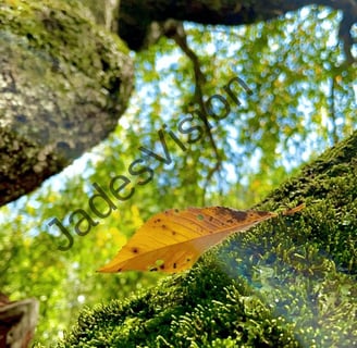 Leaf delicately resting on a mossy tree branch with the treetop leaves in the background