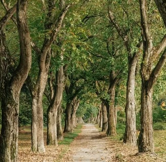 géobiologie nature terre arbre