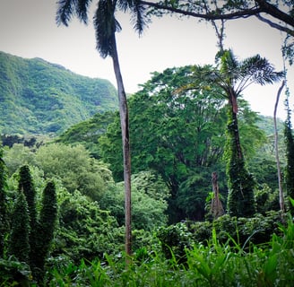 Forêt tropicale à Hawaii