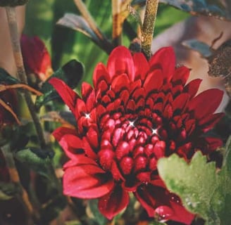 red flower