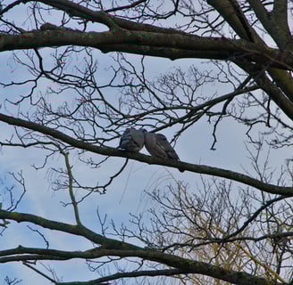Wood pigeon romance around Sankt Jørgens Sø
