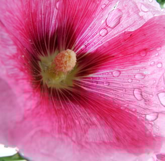HollyHock