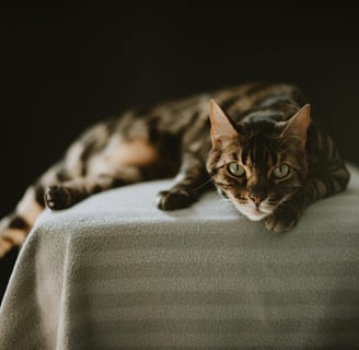 a tabby cat on a blanket