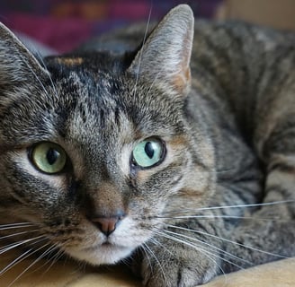 a tabby cat with green eyes