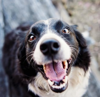 a black and white dog