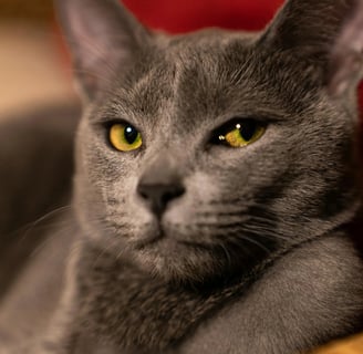 a Russian Blue cat, one of the low shedding cat breeds